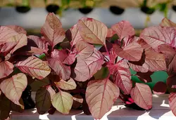 بذر اسفناج ژاپنی قرمز بسته 50 عددی