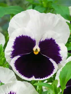 بذر گل بنفشه خوراکی تزئینی سفید خالدار بسته 300 عددی