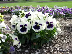 بذر گل بنفشه خوراکی تزئینی سفید خالدار بسته 300 عددی