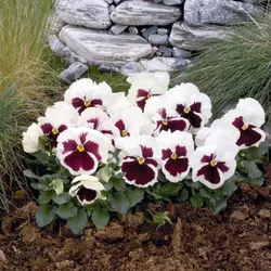 بذر گل بنفشه خوراکی تزئینی سفید خالدار بسته 300 عددی