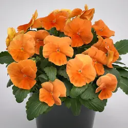 بذر گل بنفشه خوراکی تزئینی نارنجی بسته 300 عددی