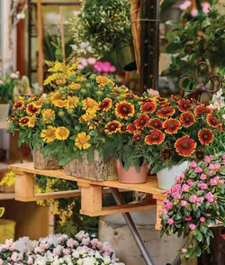 بذر گل رعنا زیبا پاکوتاه گلدانی قرمز دورنگ بسته 100 عددی