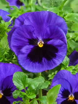 بذر گل بنفشه خوراکی تزیینی آبی خالدار بسته 300 عددی