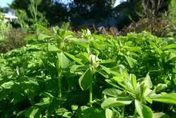 بذر سبزی شنبلیله معطر ایرانی بسته 10 گرمی