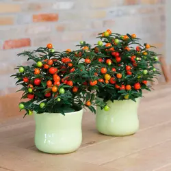 بذر گیلاس اورشلیم بسته 5 عددی
