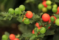 بذر گیلاس اورشلیم بسته 5 عددی