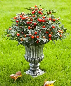 بذر گیلاس اورشلیم بسته 5 عددی
