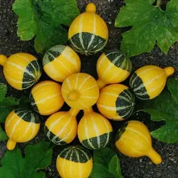 بذر کدو گلابی زینتی بسته 5 عددی