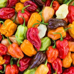 بذر فلفل هابانرو رنگارنگ آمریکایی بسته 10 عددی
