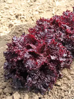 بذر کاهو قرمز رز مشکی ژاپنی بسته 100 عددی
