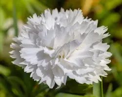 بذر گل میخک سفید صد پَر معطر گل درشت آمریکایی بسته 20 عددی