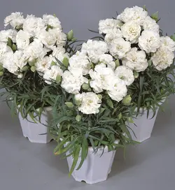 بذر گل میخک سفید صد پَر معطر گل درشت آمریکایی بسته 20 عددی