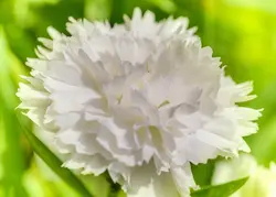 بذر گل میخک سفید صد پَر معطر گل درشت آمریکایی بسته 20 عددی