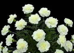 بذر گل میخک سفید صد پَر معطر گل درشت آمریکایی بسته 20 عددی