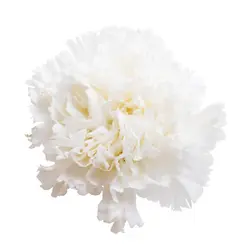 بذر گل میخک سفید صد پَر معطر گل درشت آمریکایی بسته 20 عددی