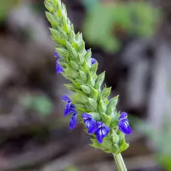 بذر تخم شربتی اصیل ایرانی بسته 5 گرمی