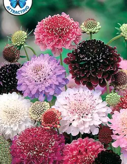 بذر گل اسکابیوزا یا درخشنده پامتوسط رنگارنگ بسته 50 عددی