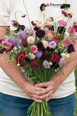 بذر گل اسکابیوزا یا درخشنده پامتوسط رنگارنگ بسته 50 عددی