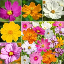 بذر گل ستاره ای پابلند رنگارنگ پرگل ایتالیایی بسته 50 عددی