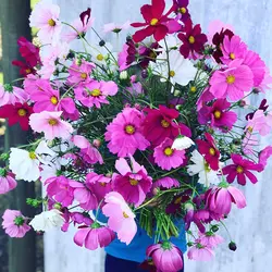 بذر گل ستاره ای پابلند رنگارنگ پرگل ایتالیایی بسته 50 عددی