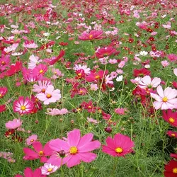 بذر گل ستاره ای پابلند رنگارنگ پرگل ایتالیایی بسته 50 عددی