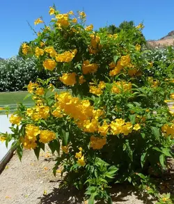 بذر گل تکوما شیپور طلایی بسته 5 عددی