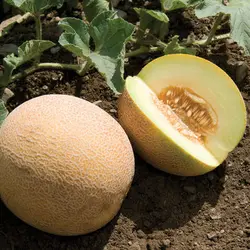 بذر خربزه آناناسی بسته ۱۰ عددی