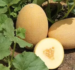 بذر خربزه آناناسی بسته ۱۰ عددی