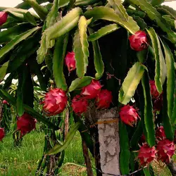 بذر دراگون فروت قرمز بسته ۱۰ عددی