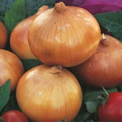 بذر پیاز زرد روز کوتاه گرانکس بسته ۴۰ عددی