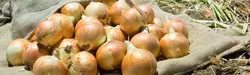 بذر پیاز زرد روز کوتاه گرانکس بسته ۴۰ عددی