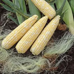 بذر ذرت سوپر سوئیت کورن هیبرید هلندی بسته 20 عددی