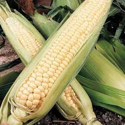بذر ذرت سوپر سوئیت کورن هیبرید هلندی بسته 20 عددی