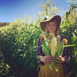 بذر ذرت سوپر سوئیت کورن هیبرید هلندی بسته 20 عددی