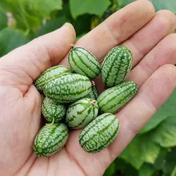 بذر خیار مکزیکی (هندوانه ای) بسته 6 عددی