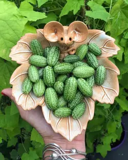 بذر خیار مکزیکی (هندوانه ای) بسته 6 عددی