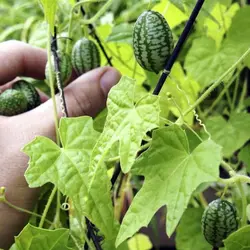 بذر خیار مکزیکی (هندوانه ای) بسته 6 عددی