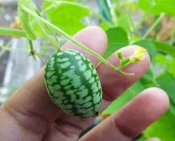 بذر خیار مکزیکی (هندوانه ای) بسته 6 عددی