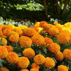 بذر گل جعفری آفریقایی نارنجی پاکوتاه هیبرید بسته 10 عددی