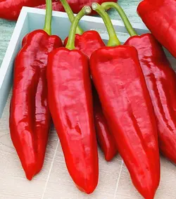 بذر فلفل گوشتی چیلی تند بسته 20 عددی