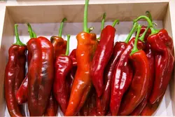 بذر فلفل گوشتی چیلی تند بسته 20 عددی