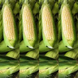 بذر ذرت شیرین استاندارد بسته 20 عددی