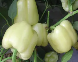 بذر فلفل دلمه سفید الماس بسته ۱۰ عددی
