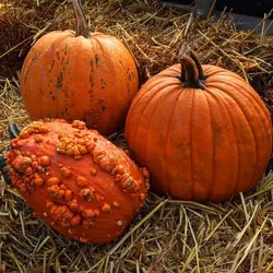 بذر کدو حلوایی طلایی بسته ۲۰ عددی