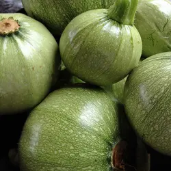 بذر کدو دلمه سبز روشن بسته ۲۰ عددی