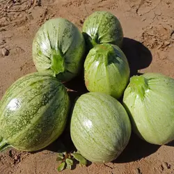 بذر کدو دلمه سبز روشن بسته ۲۰ عددی