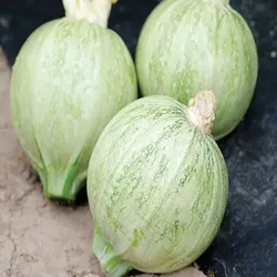 بذر کدو دلمه سبز روشن بسته ۲۰ عددی