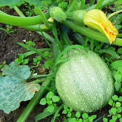 بذر کدو دلمه سبز روشن بسته ۲۰ عددی