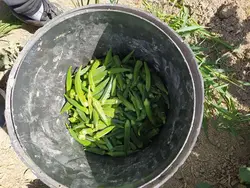 بذر بامیه کلش پاکت اورجینال 100 گرمی هندی