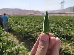 بذر بامیه کلش پاکت اورجینال 100 گرمی هندی